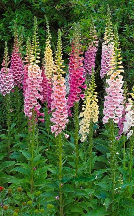 Vingerhoedskruid (digitalis), Ophalen