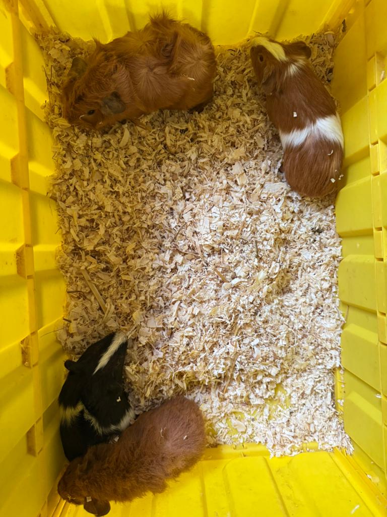 4 jonge cavia beertjes, Mannelijk, Tam, Maart, Cavia