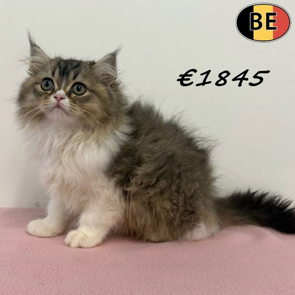 Magnifiques chatons British Longhair à vendre, Plusieurs animaux, Vermifugé, 0 à 2 ans