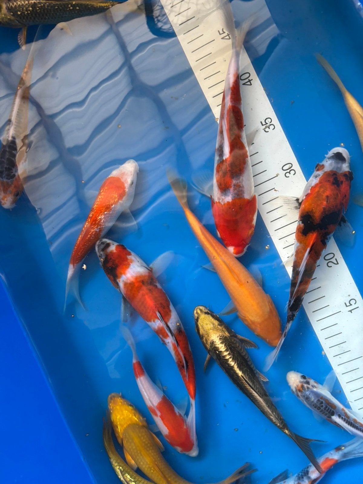 Nog laatste 200 koi beschikbaar, Dieren en Toebehoren, Karper of Koi