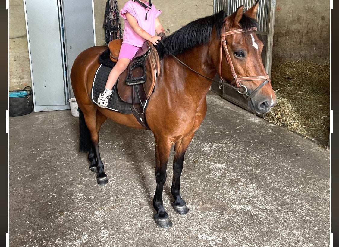 14 jarige B pony met wedstrijd  ervaring., Dieren en Toebehoren, Merrie, B, Springpony, B pony (1.17m tot 1.27m)