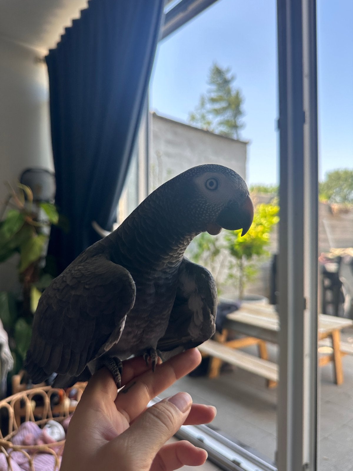 Timneh papegaai zoekt een warme thuis, Femelle, Perroquet, Parleur
