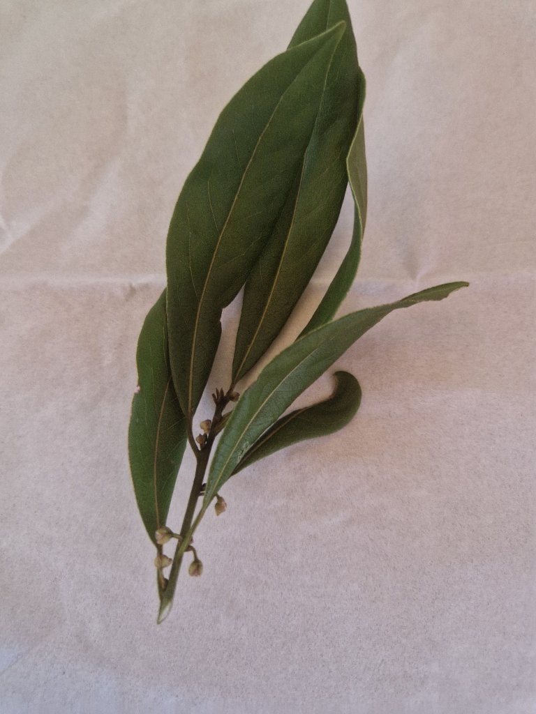 Feuille de Laurier  20/50gr BIO, Jardin & Terrasse, Été, Plein soleil, Enlèvement ou Envoi, Autres espèces