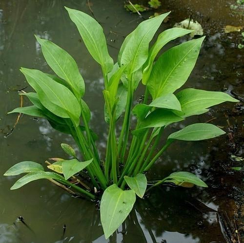 Vijverplant moerasplant, Ophalen
