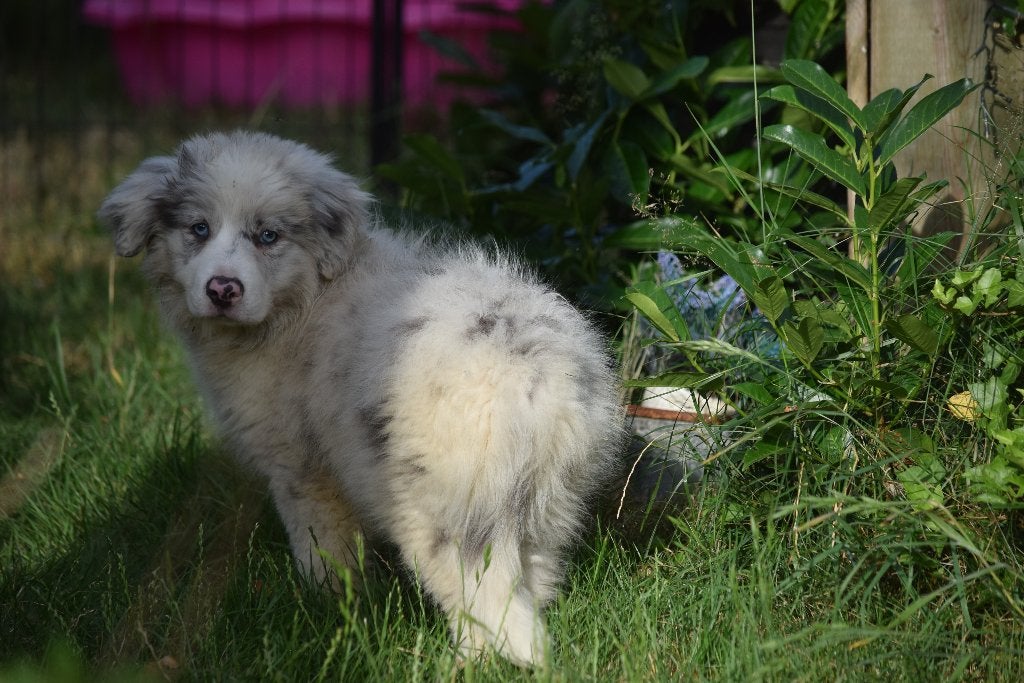 Border collie pup, blue-merle reutje, Parvo, België, Reu, 8 tot 15 weken