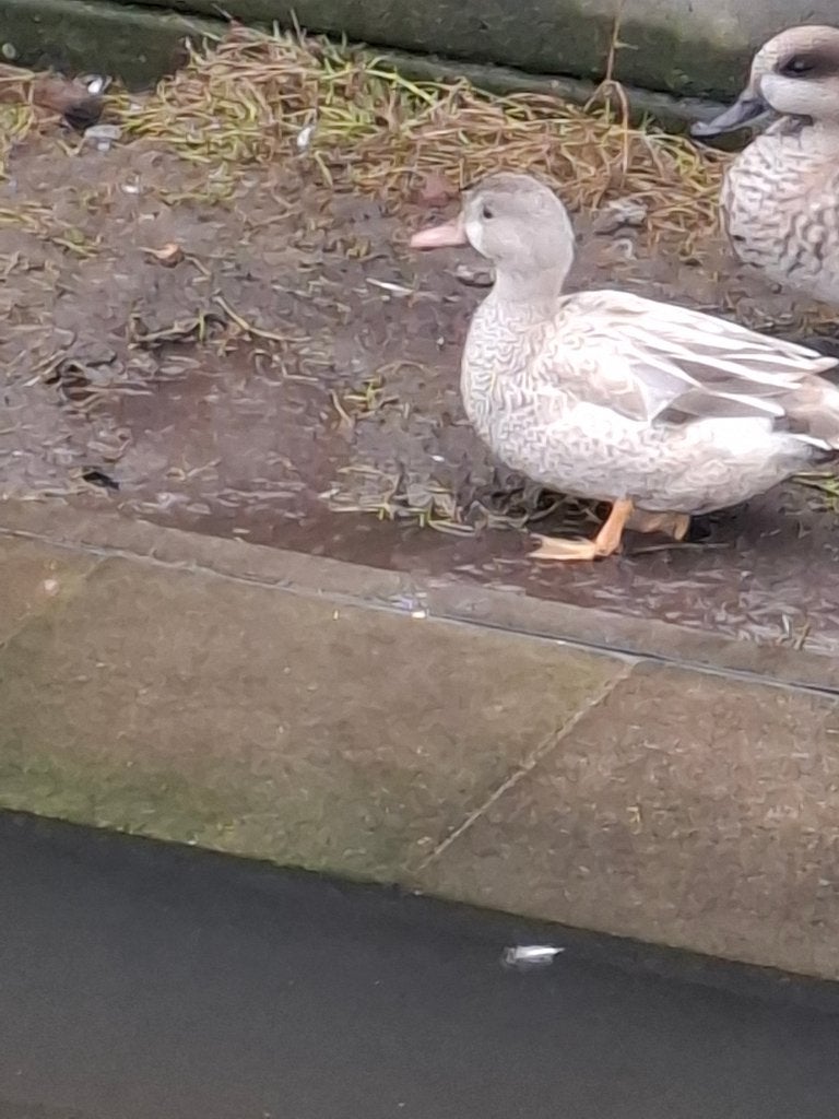 blonde blauwvleugel taling, Dieren en Toebehoren, Overige Dieren, April, Vrouwelijk