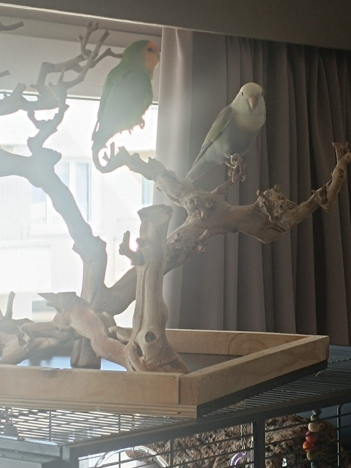 Gratis dwerg Papegaai bij aankoop dubbel kooi proper staat, Dieren en Toebehoren, Vogels | Overige Vogels