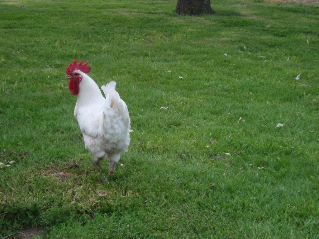 poule de bresse, Dieren en Toebehoren, Mannelijk, Kip