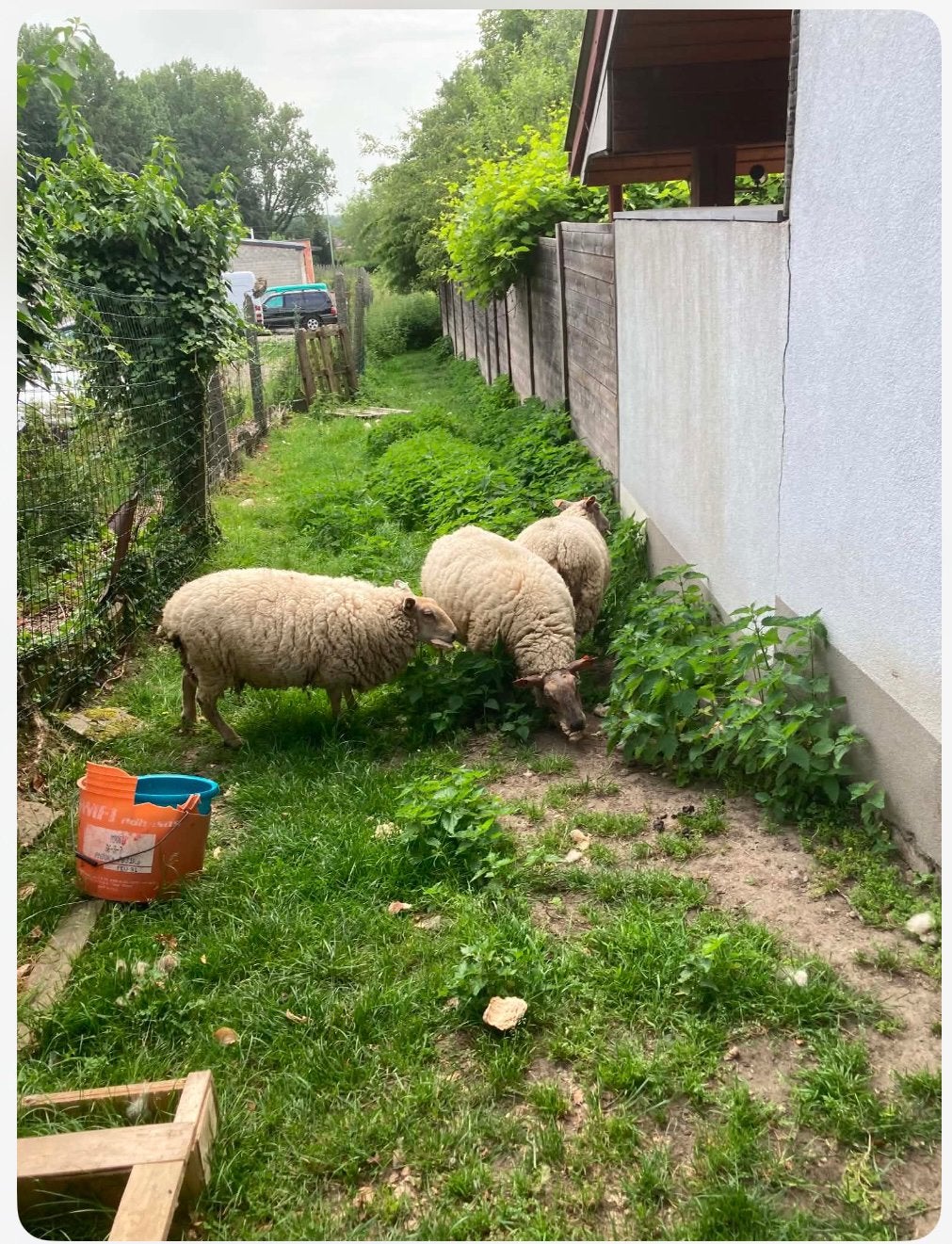 5 jaarling ooien te koop prijs overeen te komen, Animaux & Accessoires, Moutons, Chèvres & Cochons, Femelle, Mouton, 0 à 2 ans