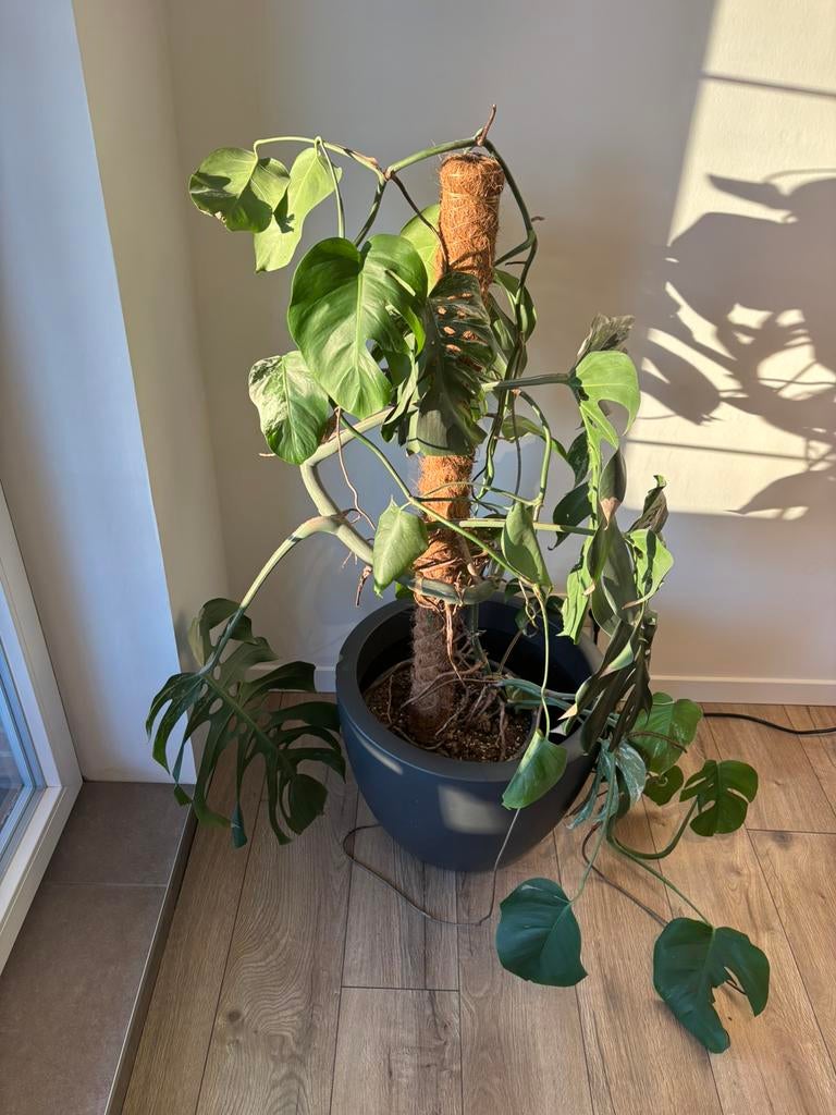 Monstera variegata, Enlèvement