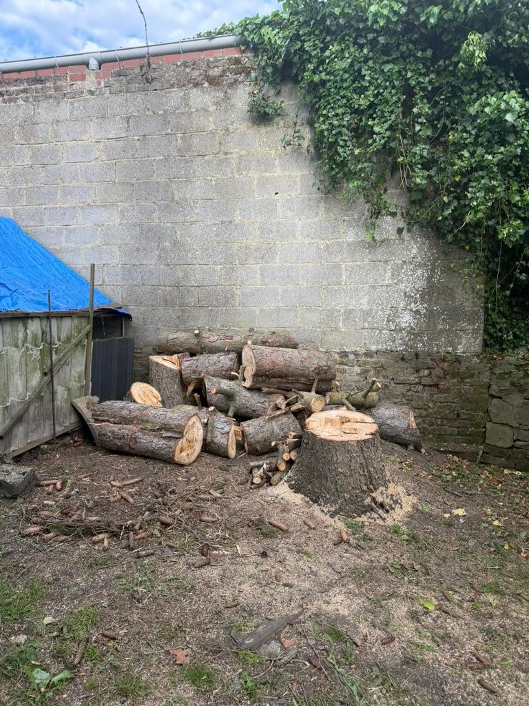 Trond d’arbre à donner, Enlèvement, Troncs d'arbres
