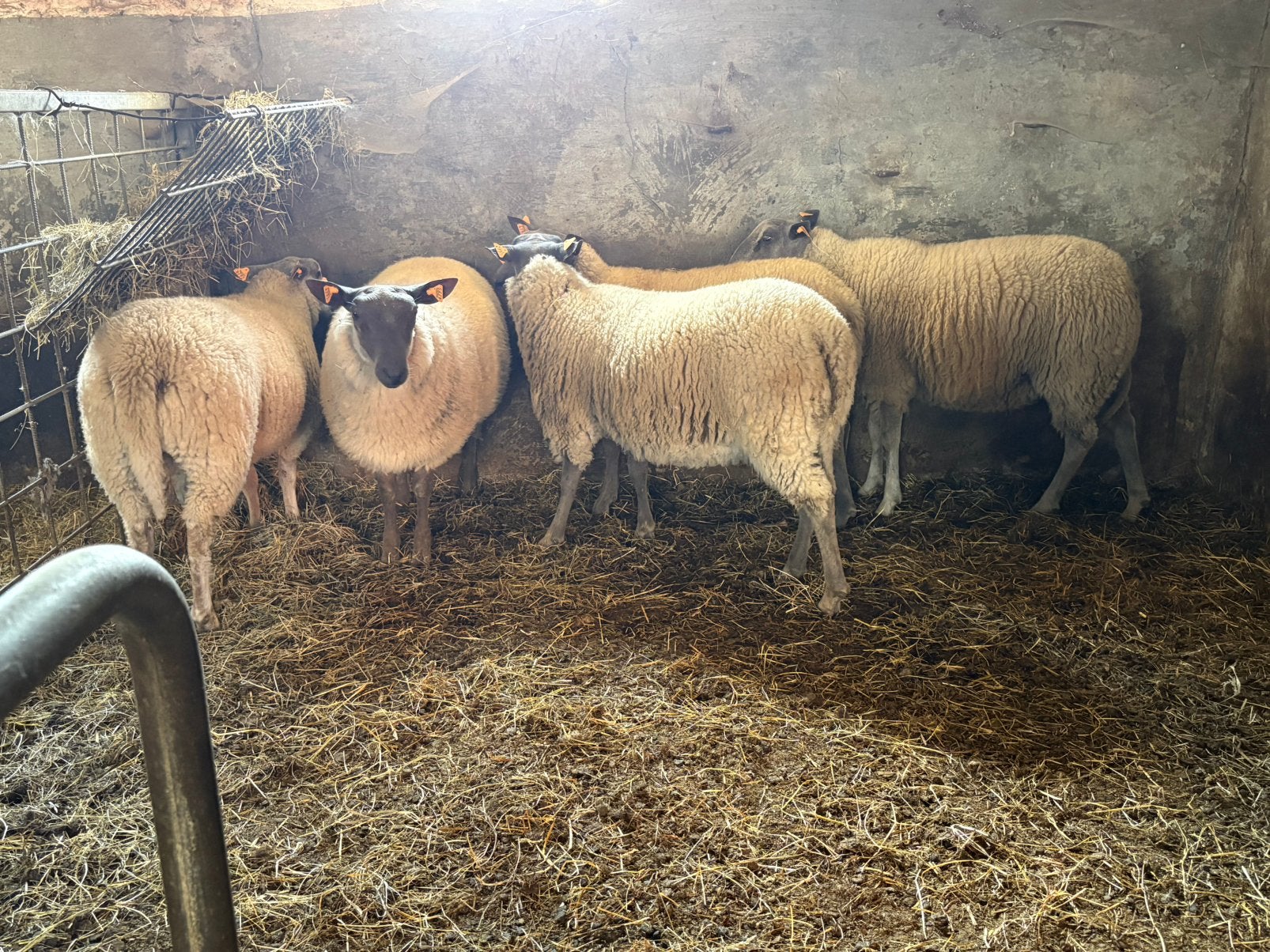 Rammen en ooien, Dieren en Toebehoren
