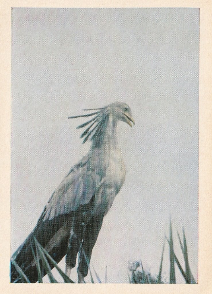 CHROMO  SECRETARISVOGEL, Verzamelen, Foto's en Prenten, Verzenden, Zo goed als nieuw, Dier, Prent