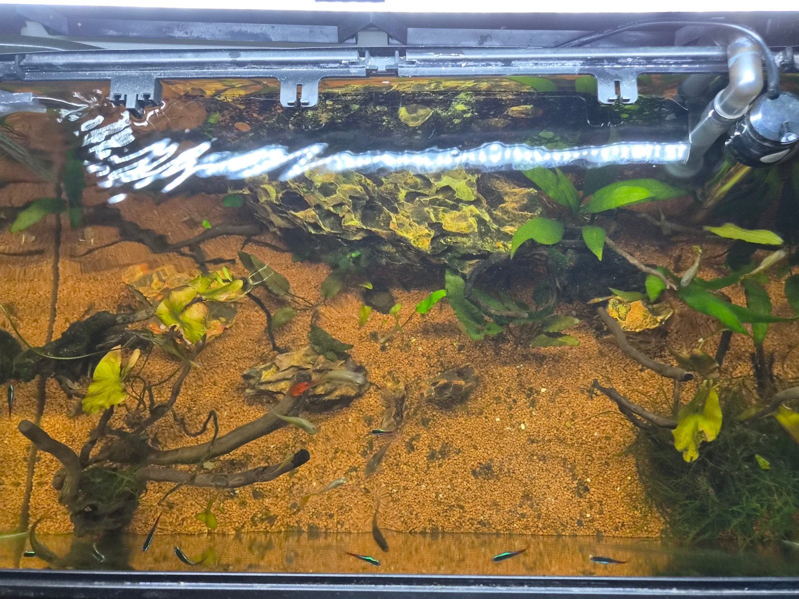 aquarium 70l met guppys, neontetra's en garnalen., Dieren en Toebehoren