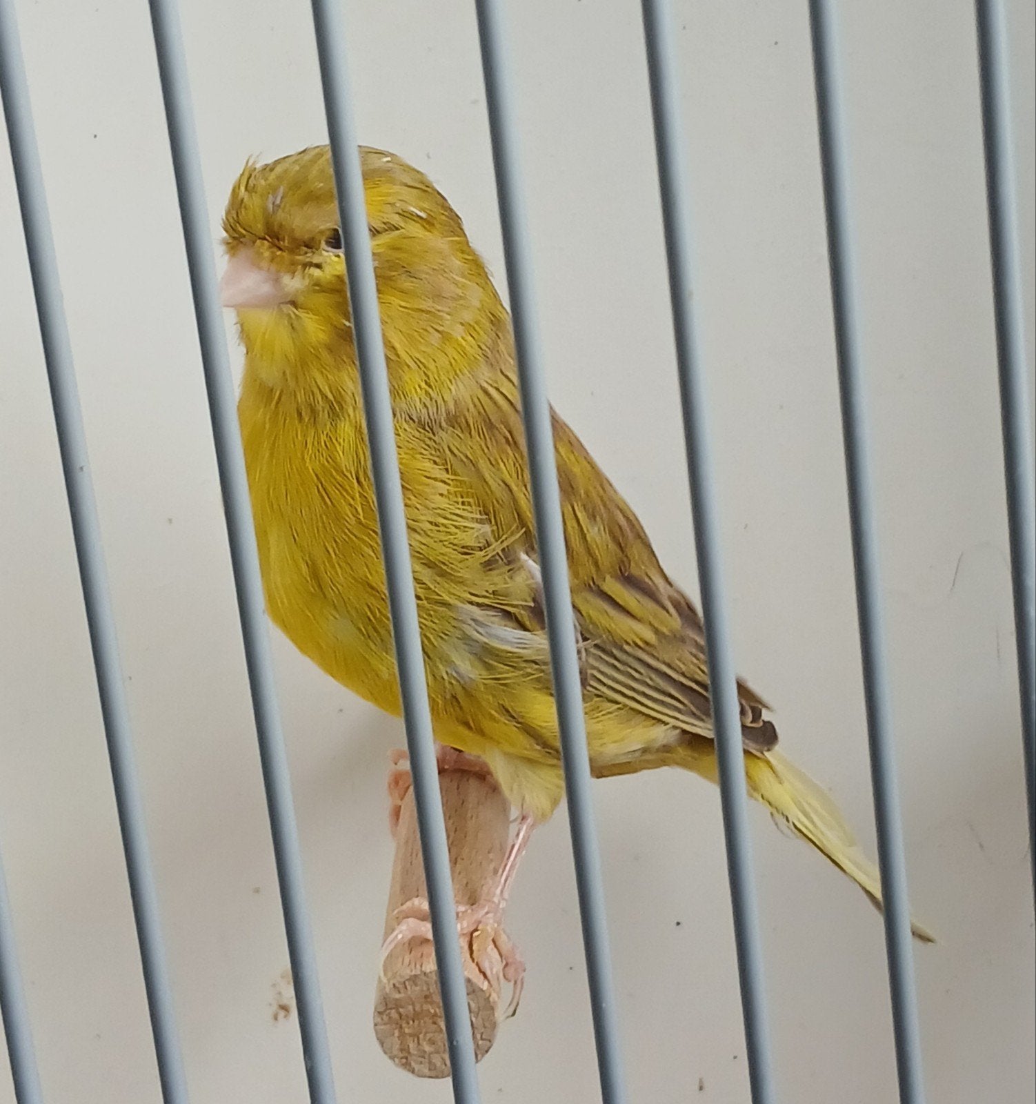 Glosters, Dieren en Toebehoren, Vogels | Kanaries