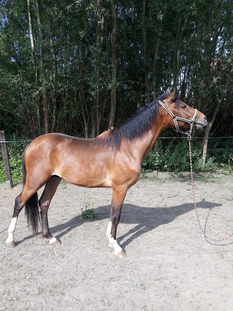 Vierjarige hengst, Étalon