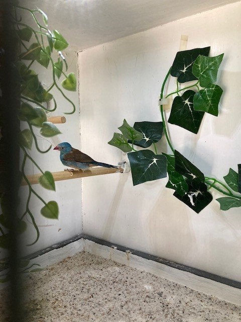 Blauwkop blauwfazantje, Animaux & Accessoires, Oiseaux | Oiseaux Autre, Mâle, Oiseau tropical, Bagué