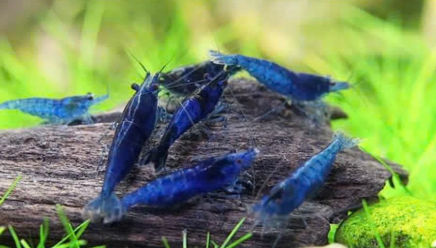 Prachtige blauwe garnalen (kweekgroepje), Ophalen