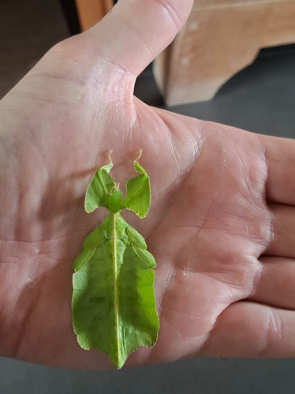 wandelende bladeren, Dieren en Toebehoren