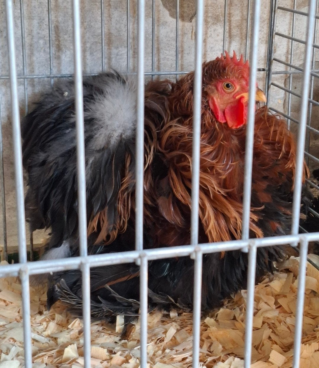 Cochin kriel krul hanen, Mâle, Poule ou poulet
