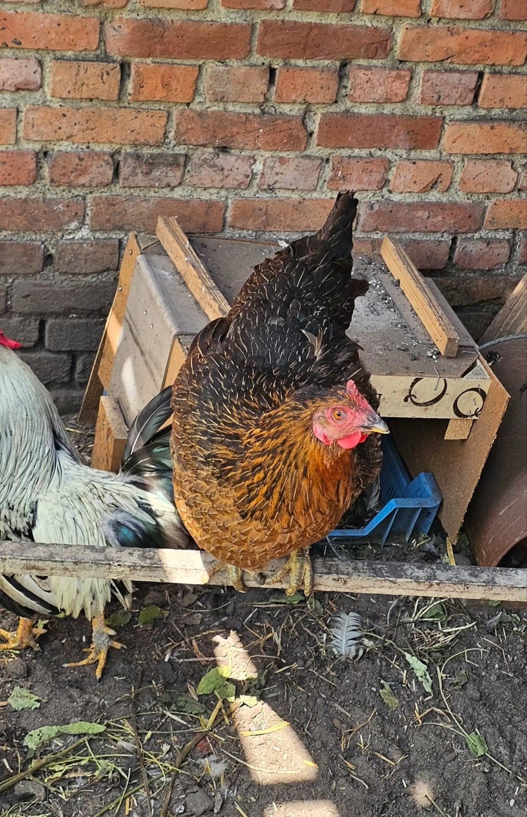 3 kippen te koop, Dieren en Toebehoren, Pluimvee, Vrouwelijk