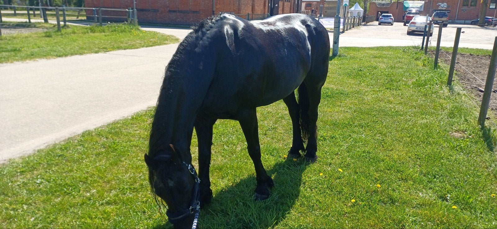 Fries te koop, Dieren en Toebehoren