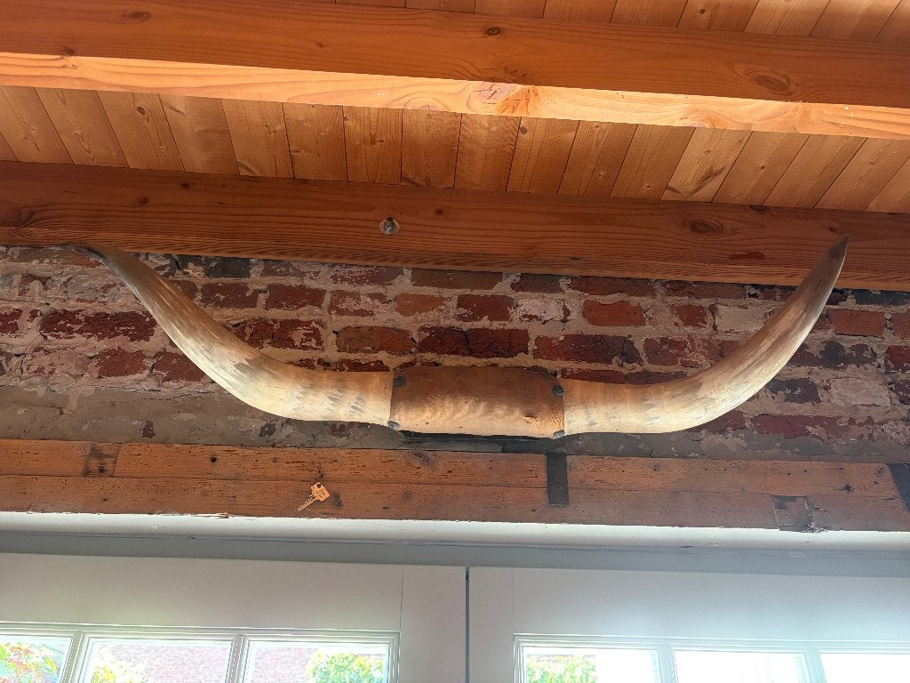 buffel hoorn gewei, Ophalen