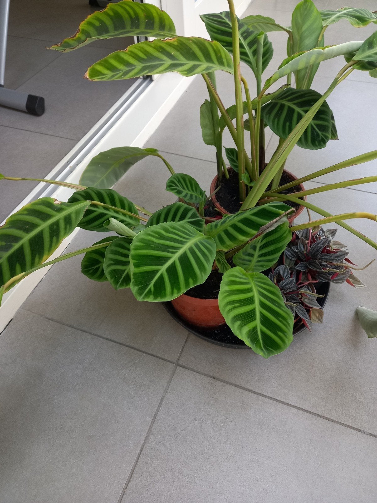 Plant voor in huis, Tuin en Terras, Ophalen