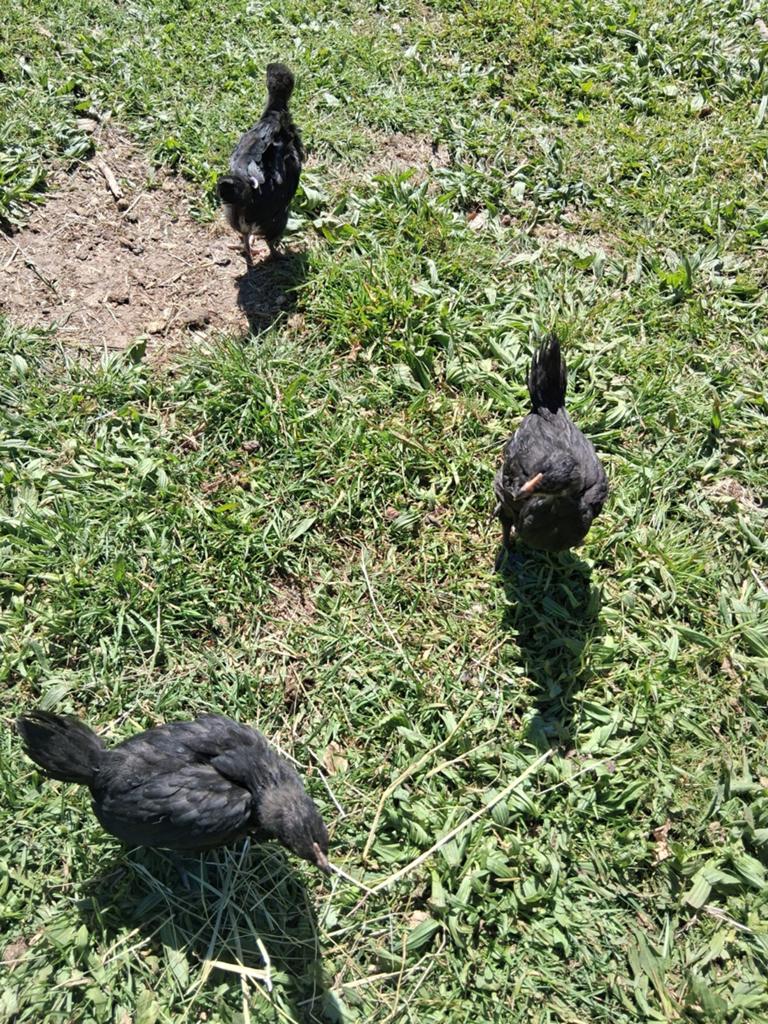 Australop hennen, Dieren en Toebehoren, Pluimvee, Kip, Vrouwelijk
