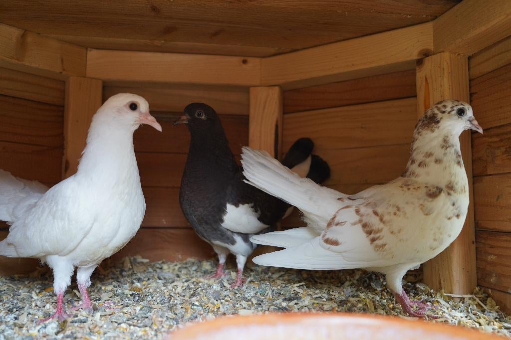 3 jonge gevarieerde pauwstaartjes, Dieren en Toebehoren, Pluimvee, Meerdere dieren, Overige soorten