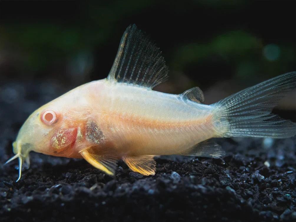 Corydoras albino, Dieren en Toebehoren