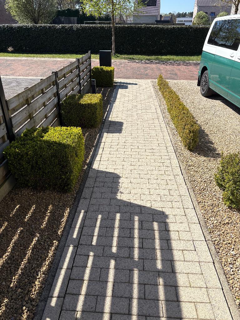 Buxus, Ophalen, Buxus, Struik, 250 cm of meer