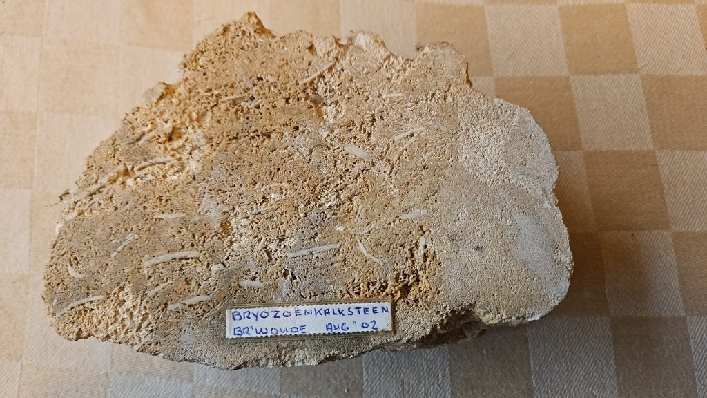 zwerfkei steen geslepen Bryozoen kalksteen met fossielen, Tuin en Terras, Ophalen of Verzenden, Nieuw, Kalksteen