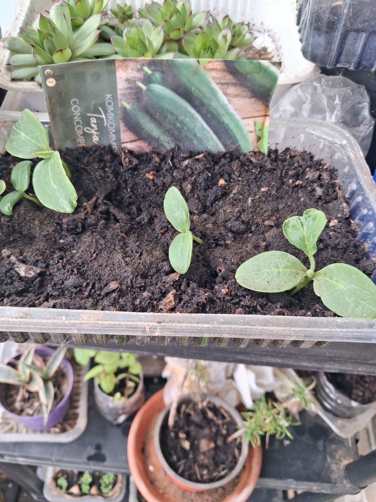 Plants legumes et aromatiques, Jardin & Terrasse, Enlèvement