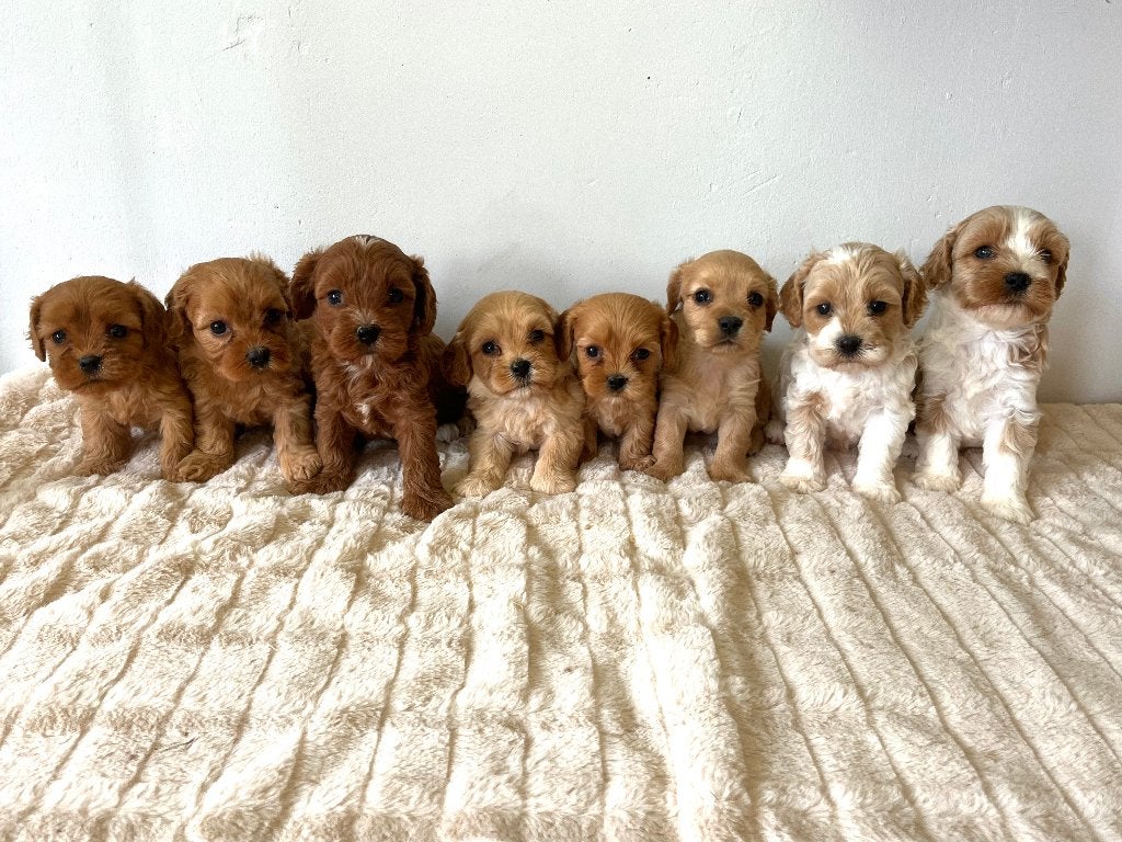 Chiots Cavapoo à vendre - Les deux parents sont présents, Animaux & Accessoires, Chiens | Sans pedigree, Maladie de Carré (chiens)