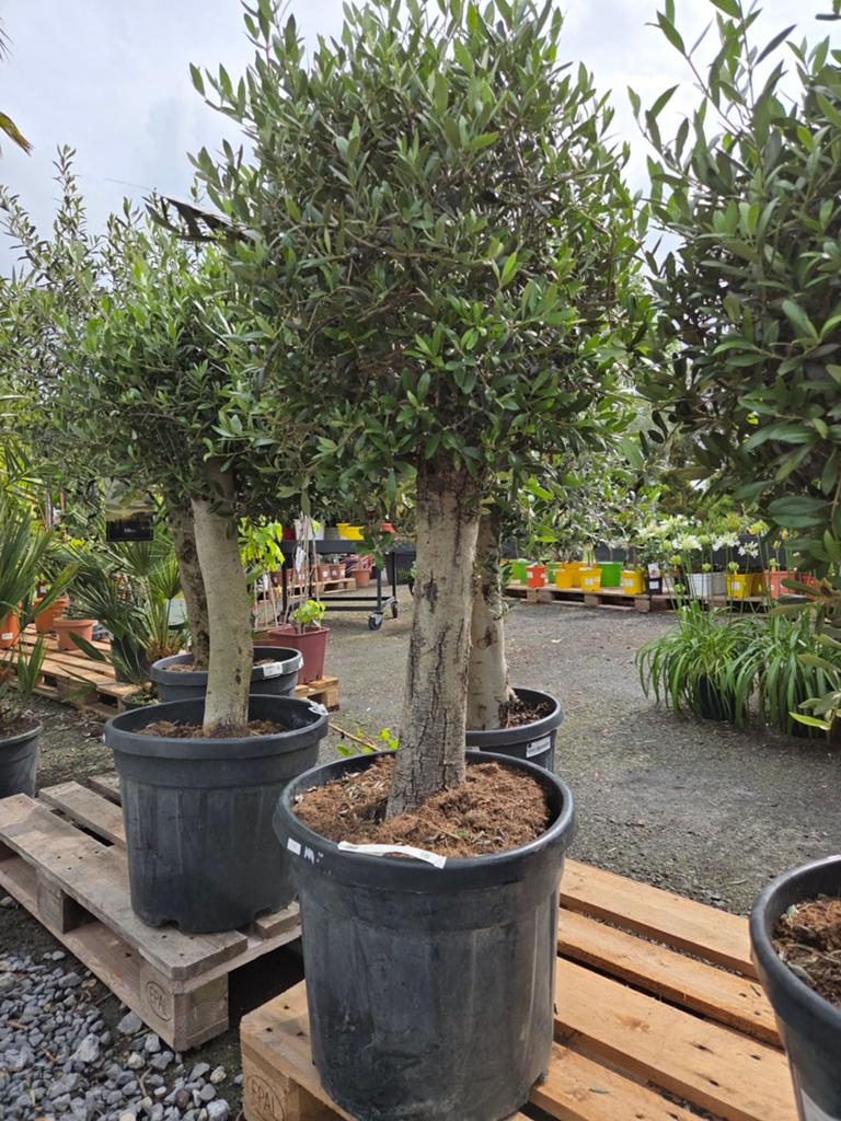 Terrasolijfboom Olea Europaea, Ophalen
