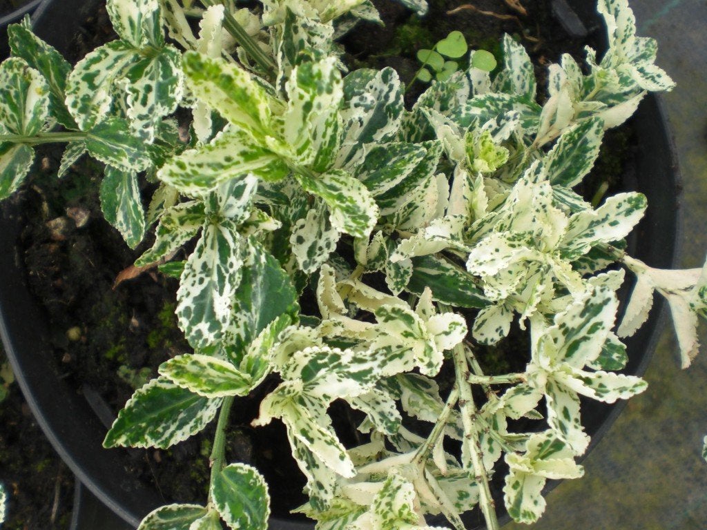 Euonymus 'Harlequin' met wit/grijze rand en andere, Tuin en Terras, Ophalen, Overige soorten, Haag, Minder dan 100 cm