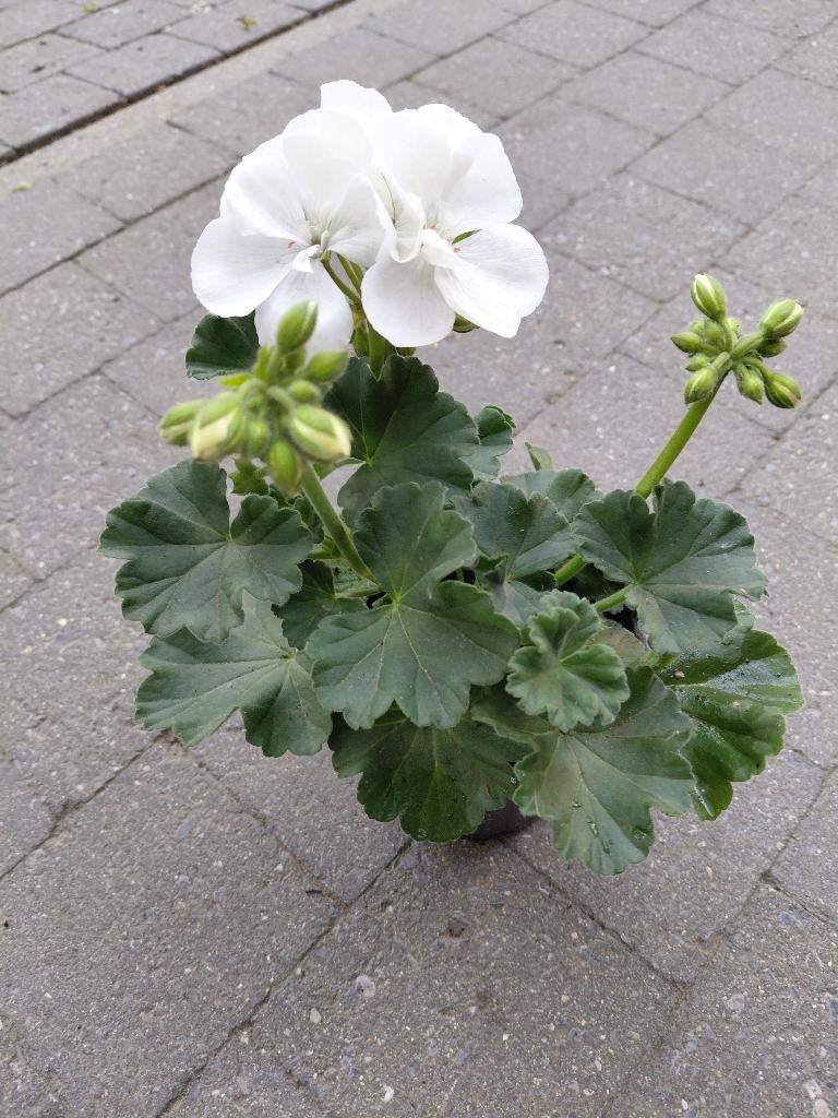 Geranium hang en staan soorten, Tuin en Terras, Ophalen