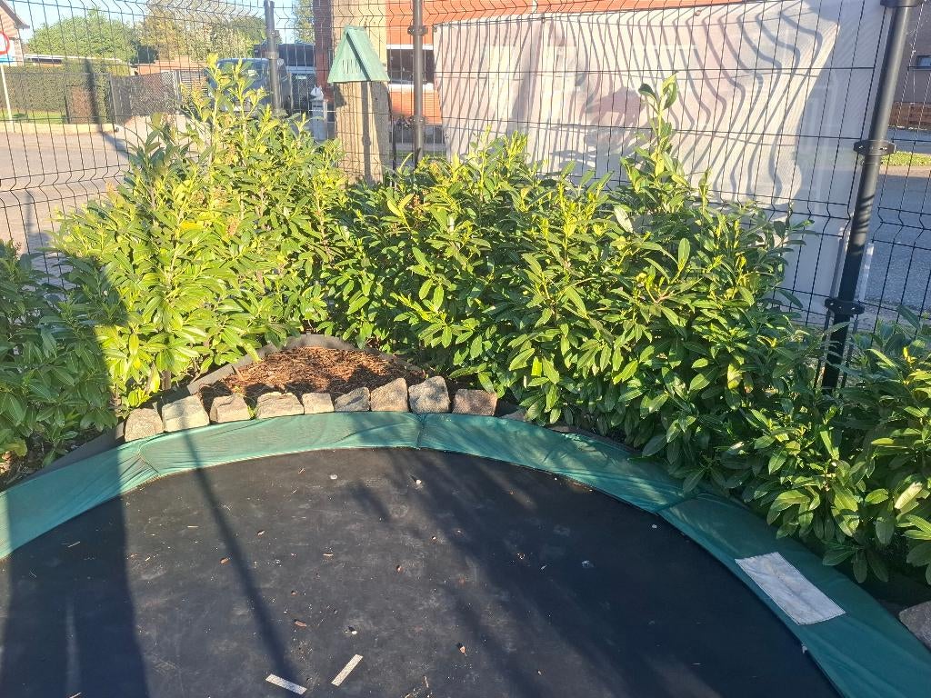 Laurier Herbergii (Prunus laurocerasus 'Herbergii), Enlèvement, Laurier, Haie, 100 à 250 cm