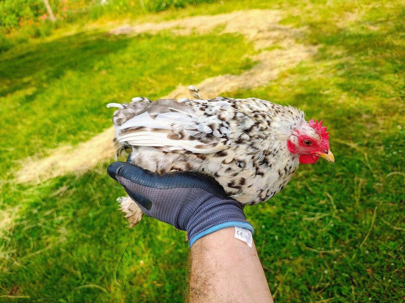 Cochin kriel hen van 2025