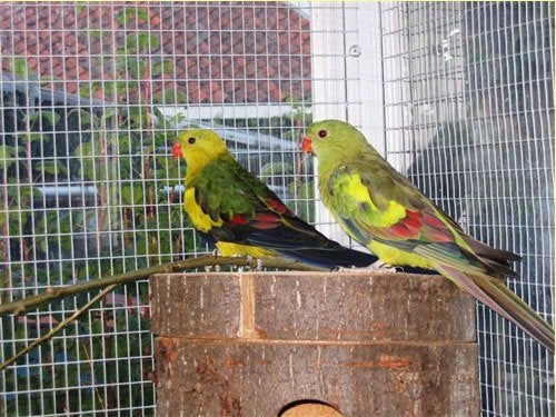 Bergparkieten grote parkieten, prachtige vogels