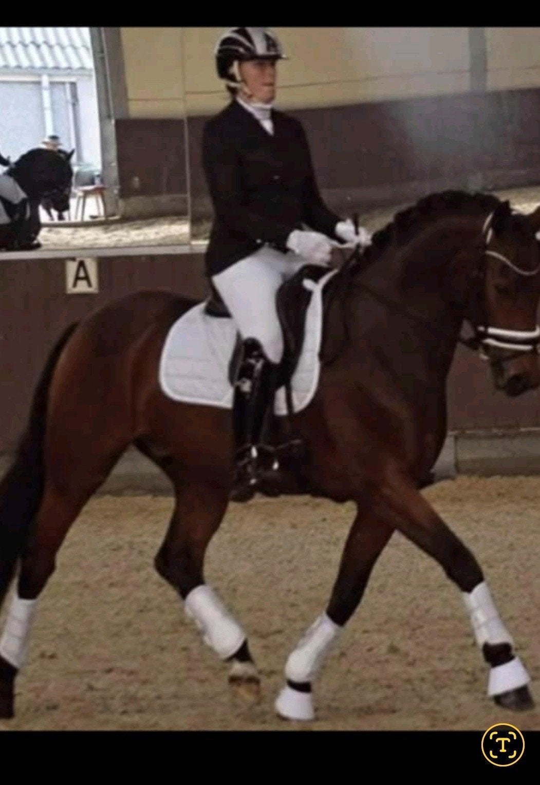 Knap dressuurpaard 6 jaar, Dieren en Toebehoren, Paarden, M, Dressuurpaard