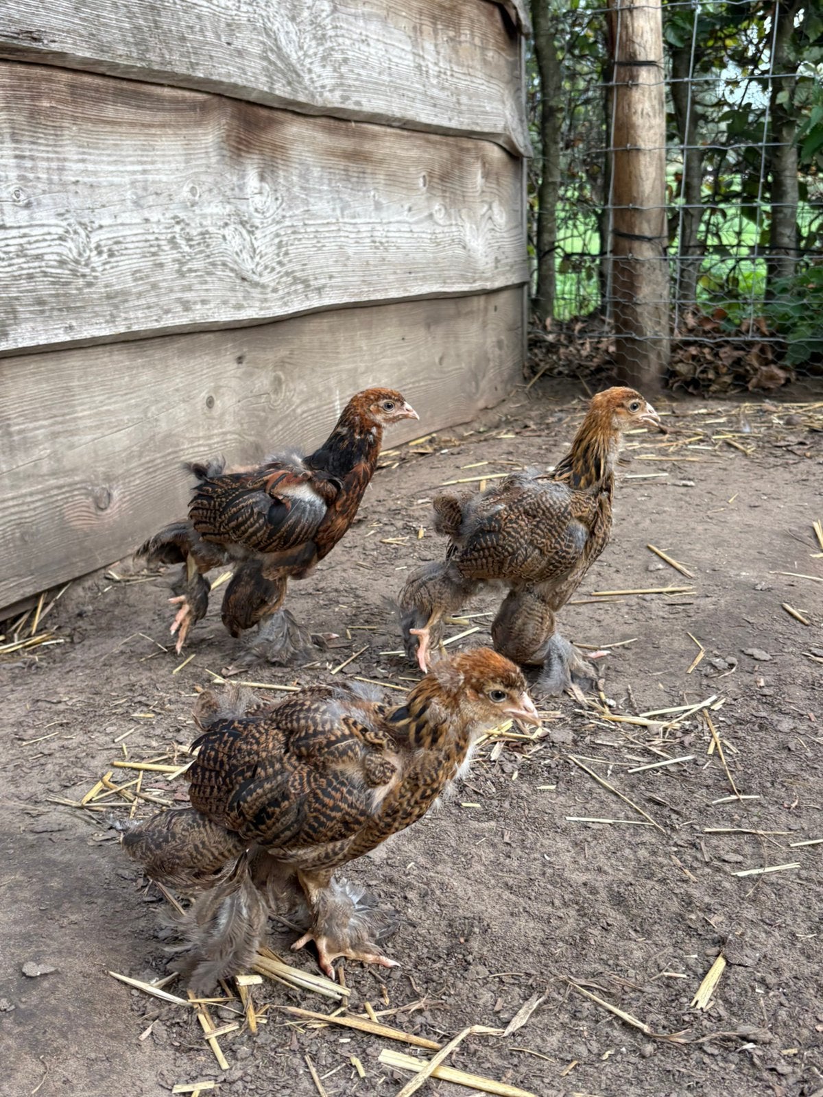 Jonge brahma goudpatrijs hennen