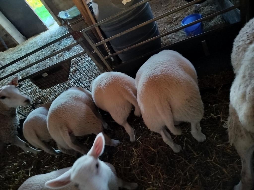 Stamboek swifters