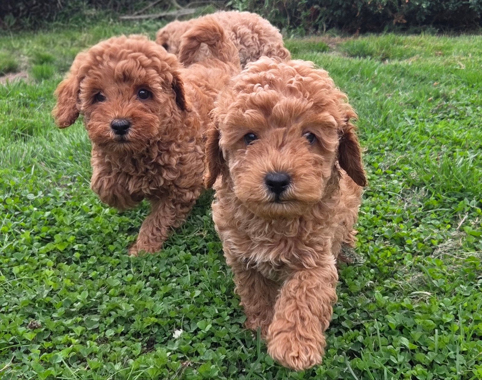 Beaux chiots caniches nains, 8 à 15 semaines, Plusieurs, Éleveur | Loisir, Caniche