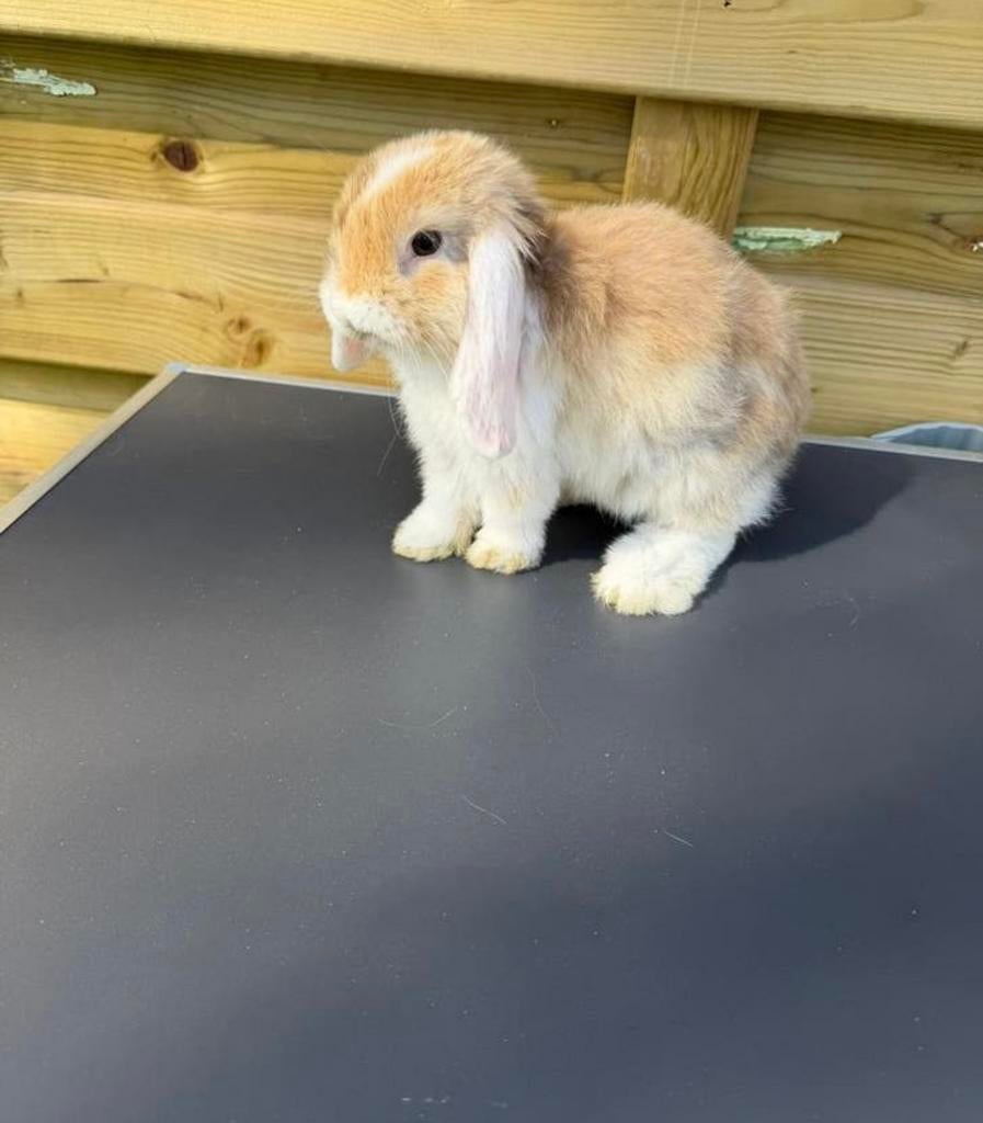 Super lief dwergkonijntje (vrouwtje) te koop, Dieren en Toebehoren, Konijnen, Vrouwelijk, Dwerg, Hangoor, 0 tot 2 jaar