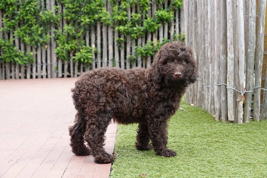 Prachtige Choco Medium Labradoodle pups, met stamboom, België, Overige rassen, CDV (hondenziekte), 8 tot 15 weken