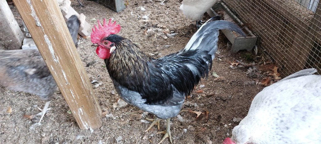 Silverudds blå, Dieren en Toebehoren, Mannelijk, Kip