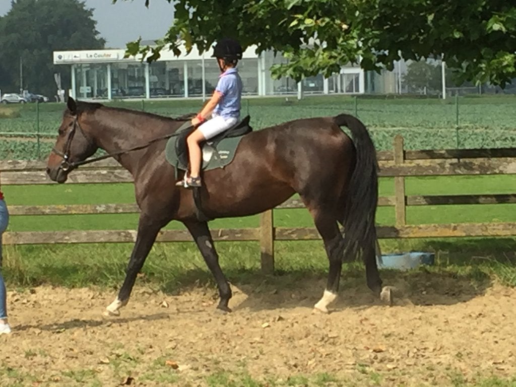 Paard, ZZ, Hongre, 165 à 170 cm, Avec pedigree