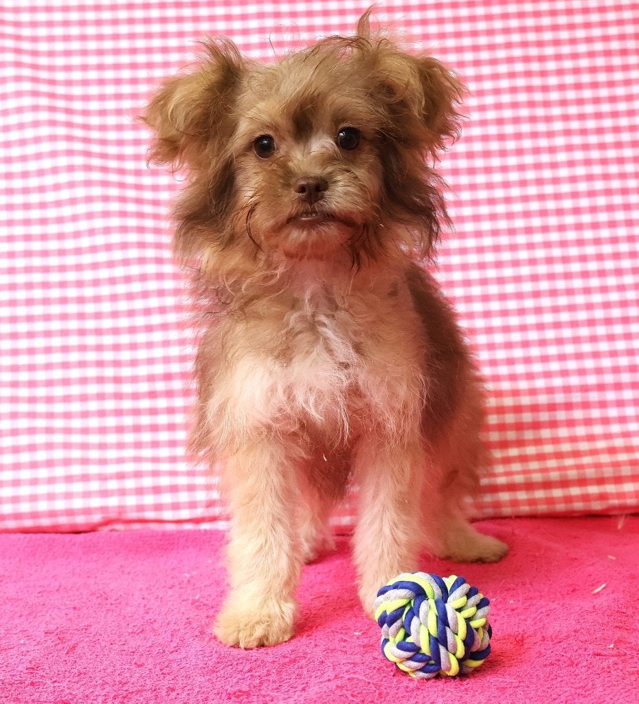Chiot Spitzpoo super mignon !, 15 semaines à 1 an, Petit, Chienne, Éleveur | Professionnel